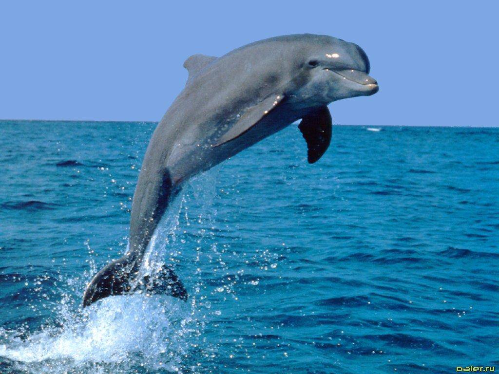 Скачать дельфина бесплатно