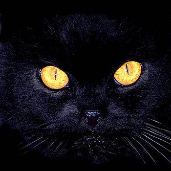 Конкурс: " Черный кот ". - Страница 2 1300021