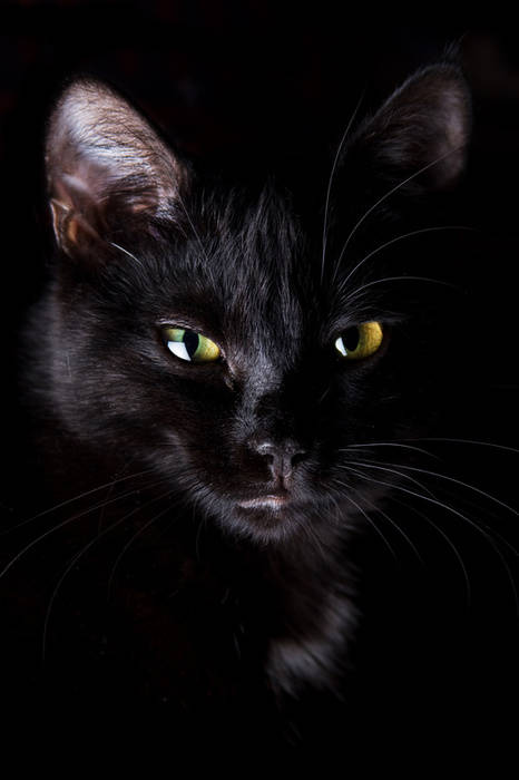 Конкурс: " Черный кот ". 4425black_cat1