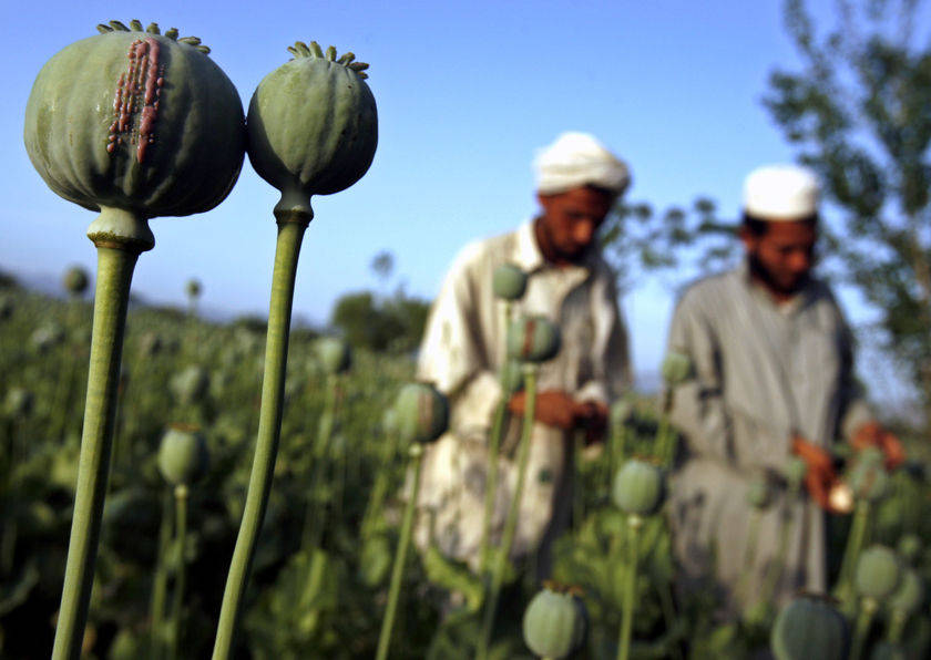 http://tainy.net/wp-content/uploads/2010/10/afghan-opium-polytricks.jpg height=306