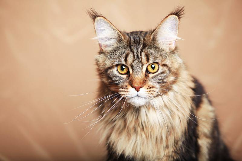 mainecoon_10_b1.jpg