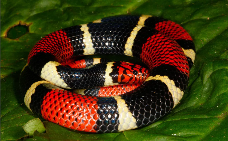 змея красно-черная