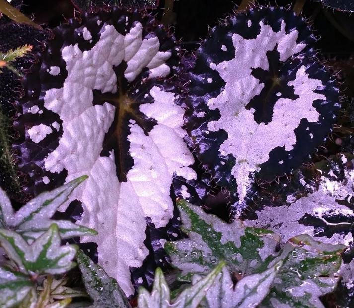 Begonia planta