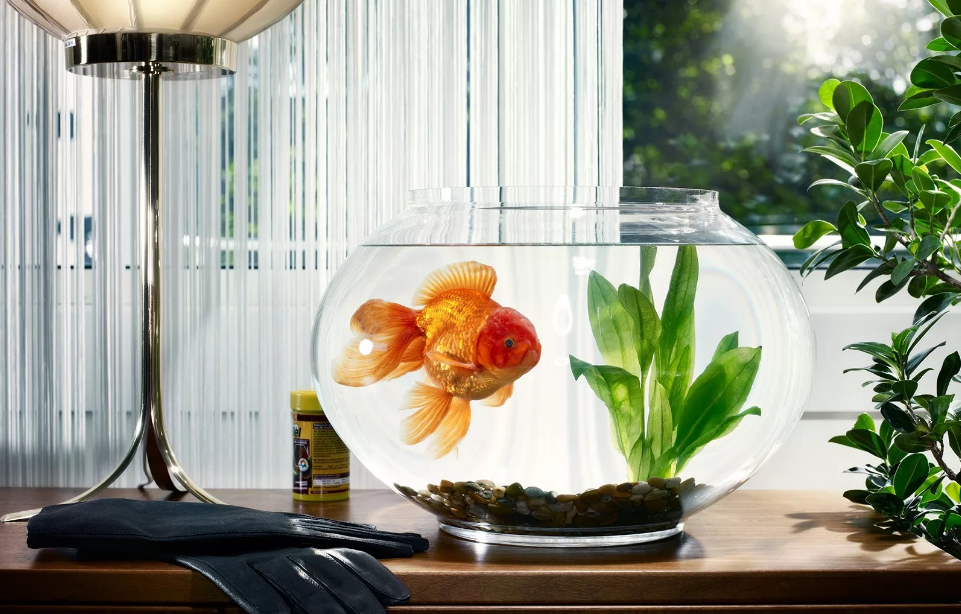круглый аквариум и золотая рыбка