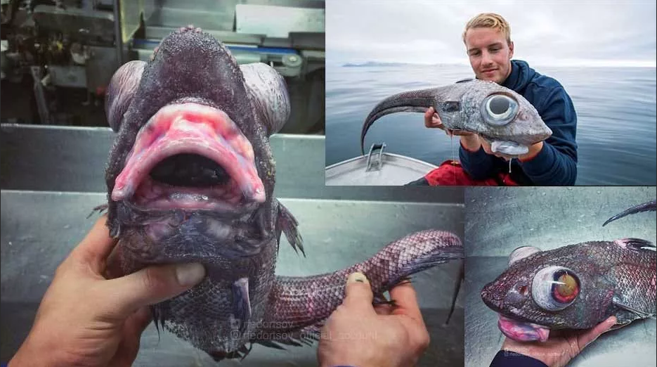рыба с огромными глазами выловили в Норвегии