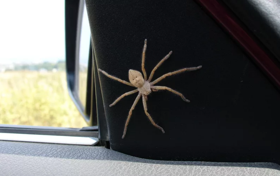 паук в машине у зеркала