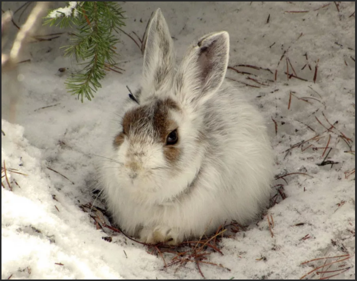 шубка зайца в пятнах - примета к теплой зиме