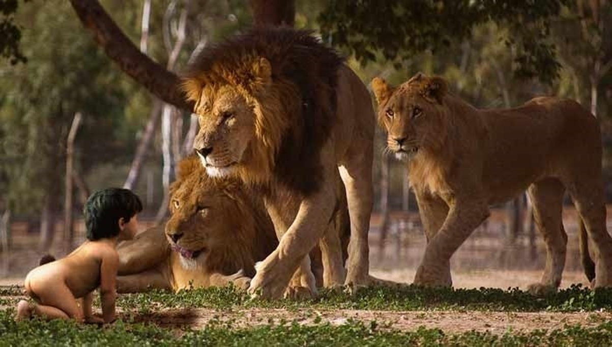 Воспитана львом. Лев Маугли. Лев в джунглях. Дикие животные и человек. Дети воспитанные дикими животными.