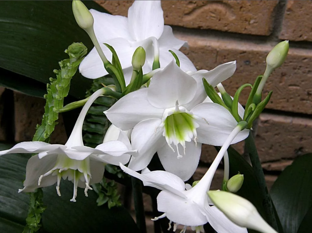 Лилия как ухаживать в домашних условиях. Эухарис grandiflora. Эухарис Амазонская Лилия. Эухарис крупноцветковый (Eucharis grandiflora). Лилия (Амазонская Лилия эухарис).