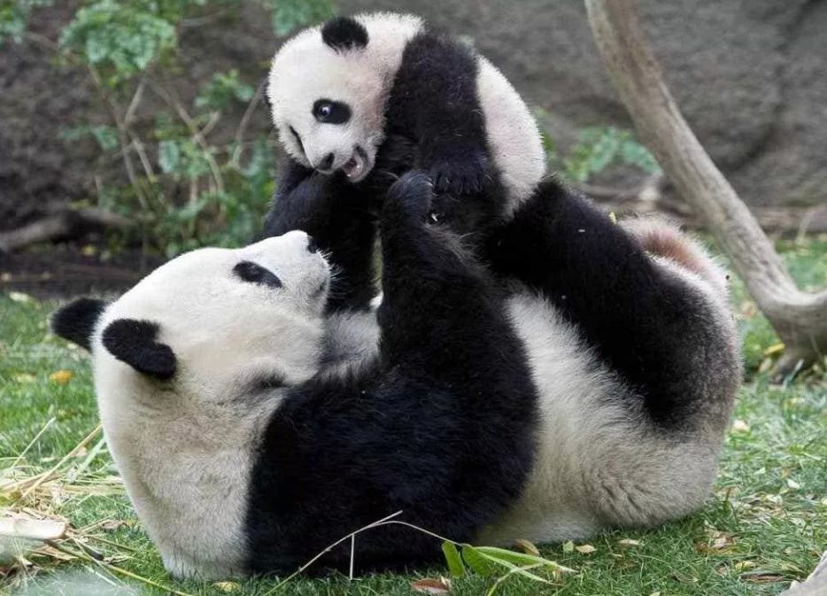 панда большая