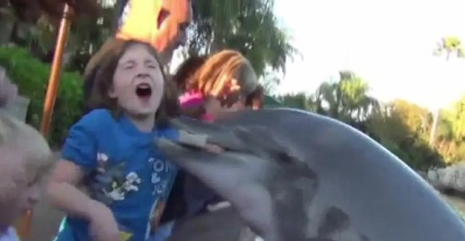 дельфин укусил девочку