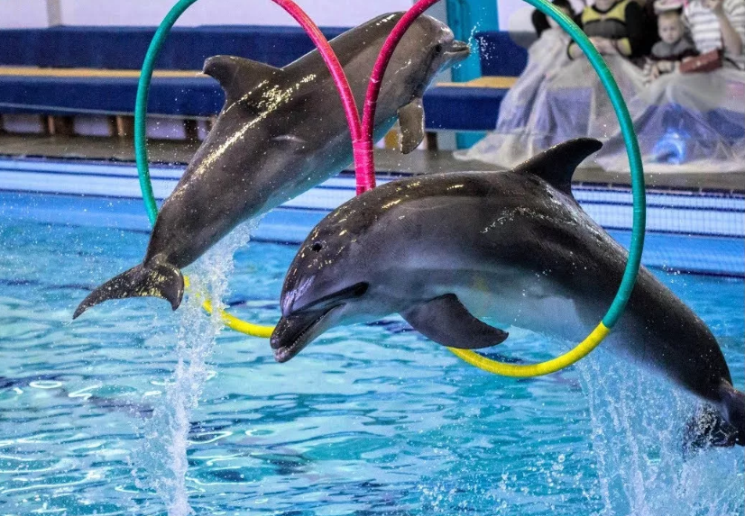 дельфины в дельфинарии