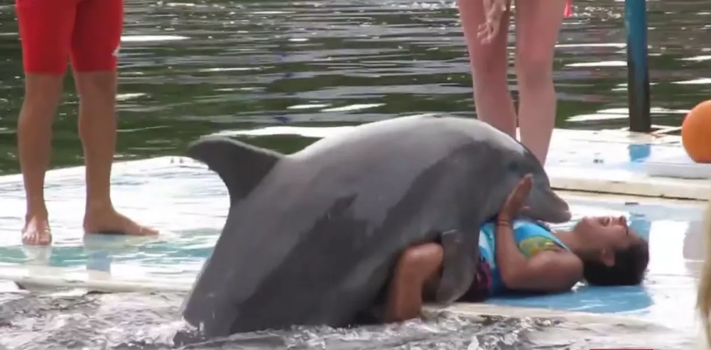дельфины склонность к насилию