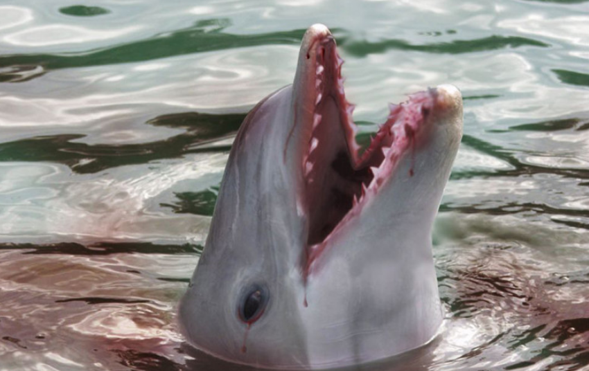 дельфины зубы