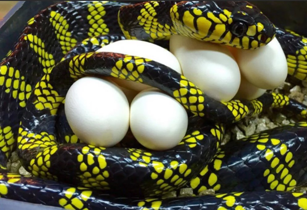 змея и яйца