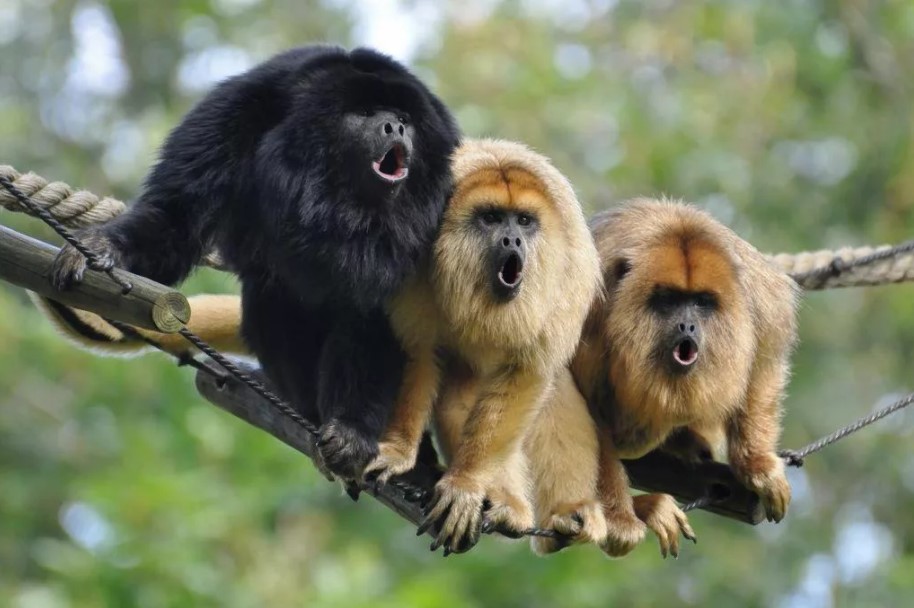 обезьяны ревуны