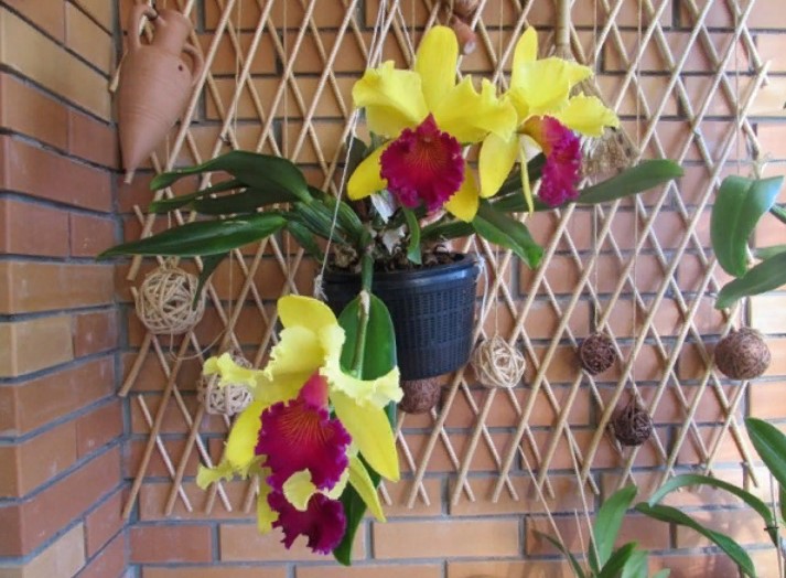 орхидея красно-желтая