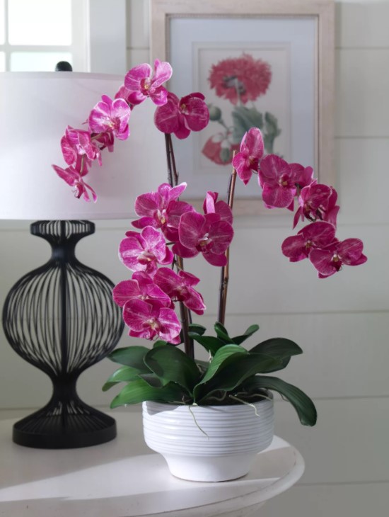 орхидея малиновая