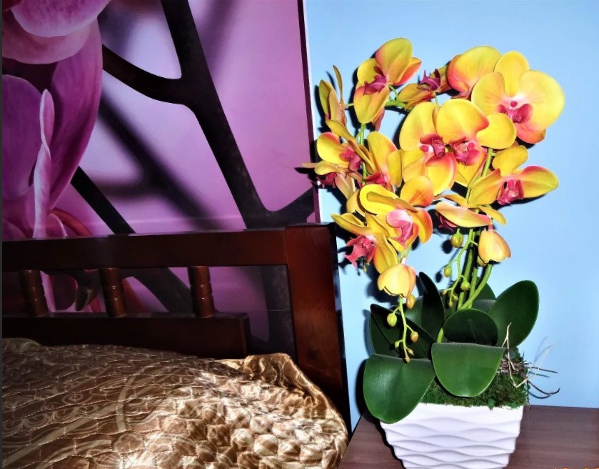 орхидея в спальне