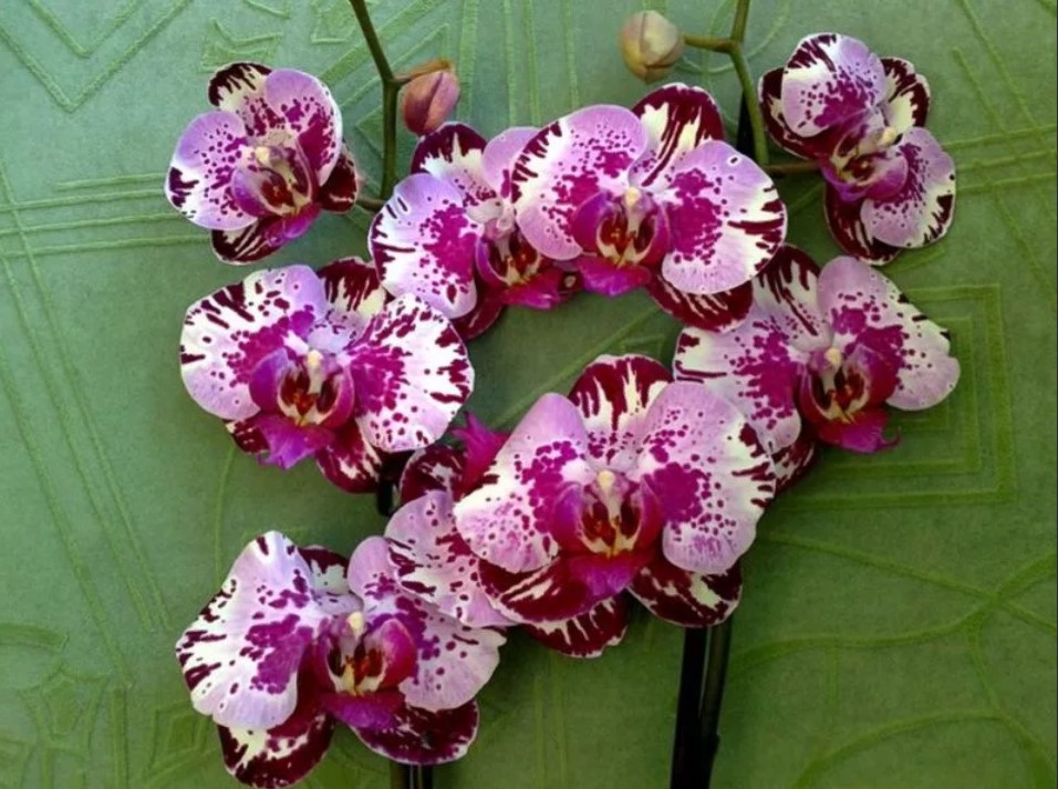 орхидея разноцветная