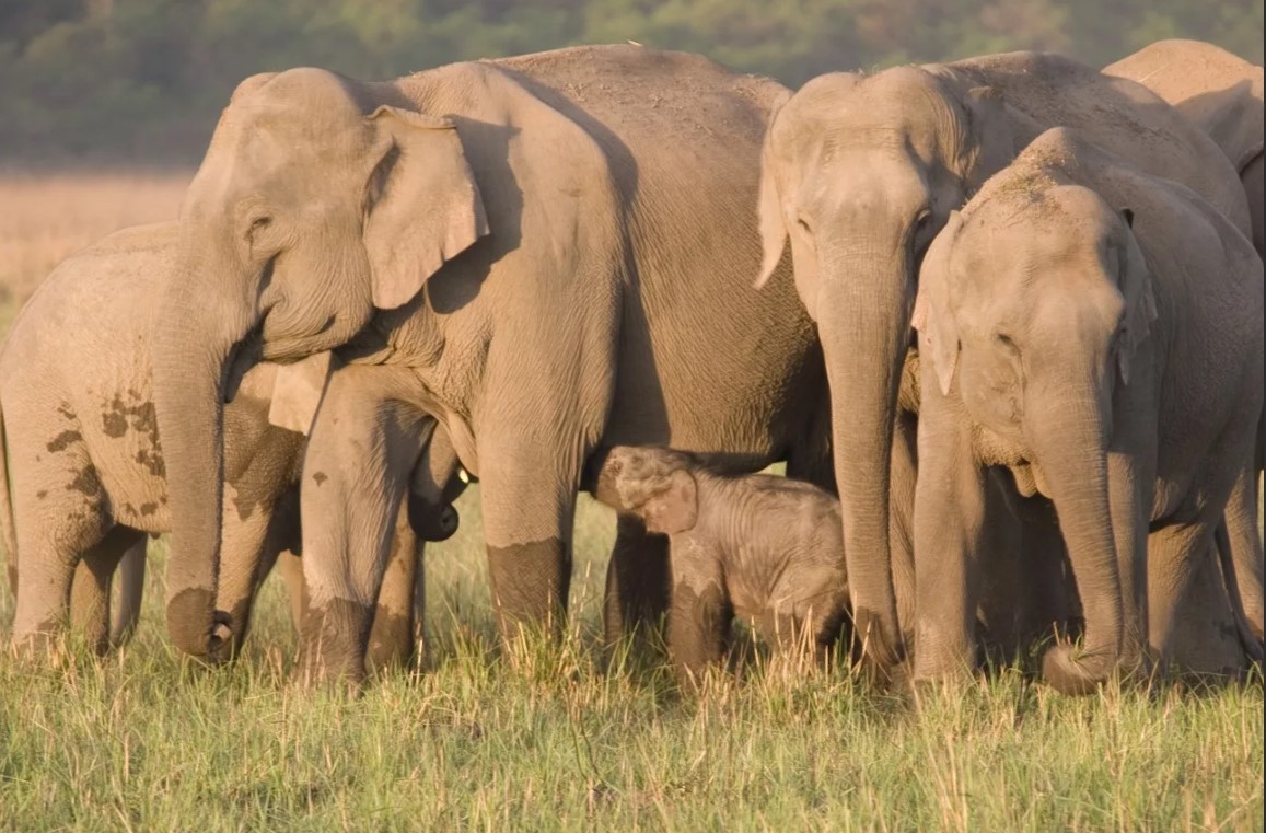 слоны без бивней
