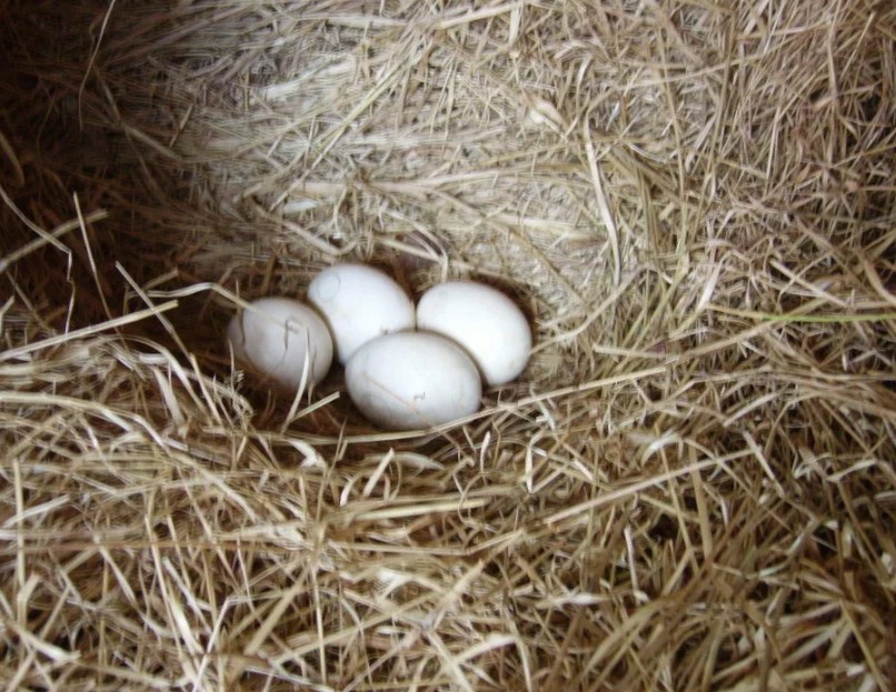 утконос яйца