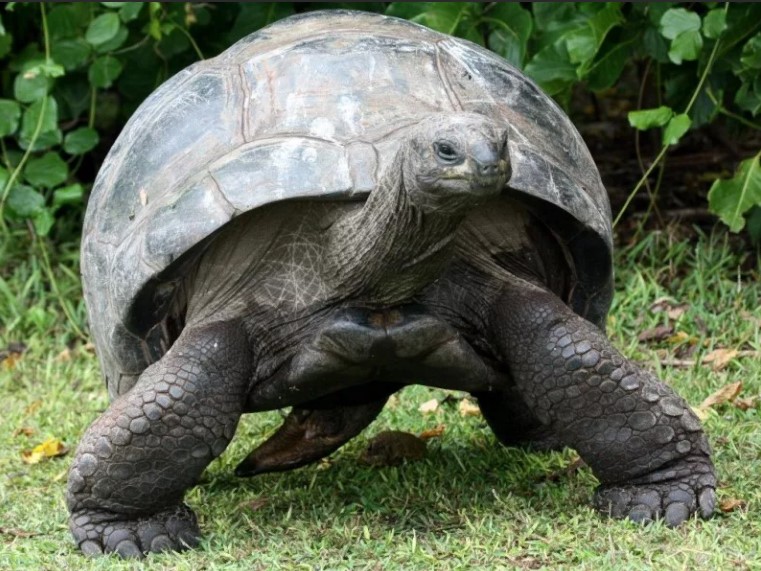 черепаха сейшельская