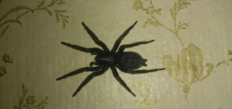 Черный паук на стене