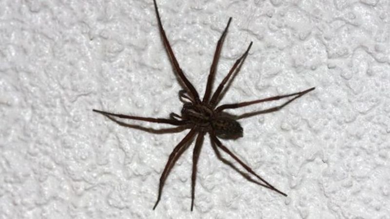 Черный паук, примета
