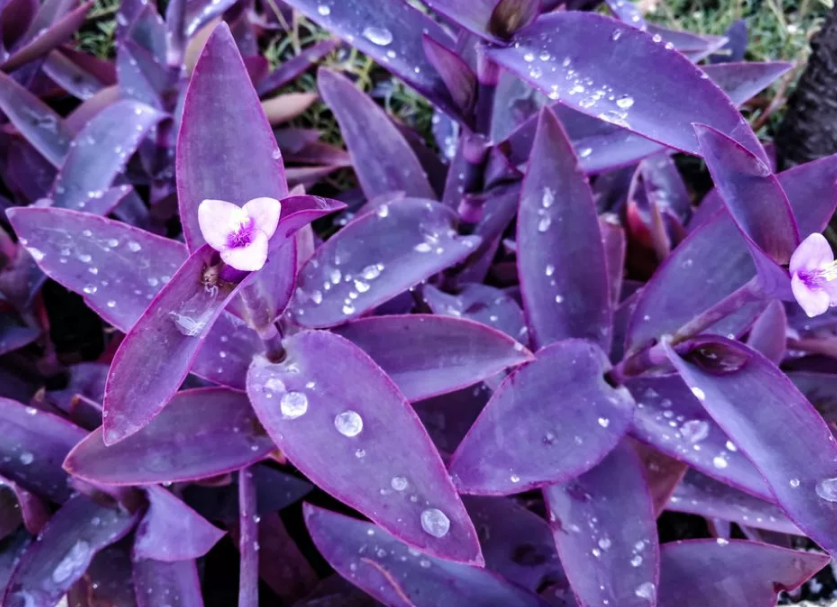 сеткреазия пурпурная