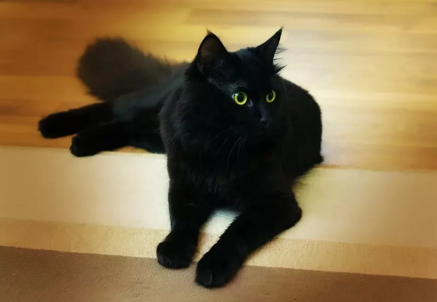 черный кот дома