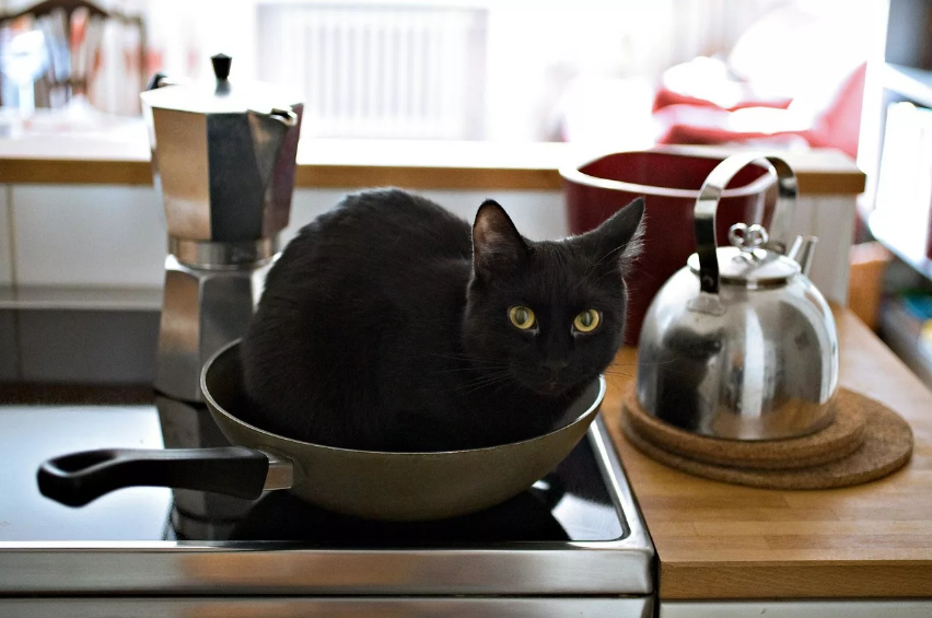 черный кот на кухне
