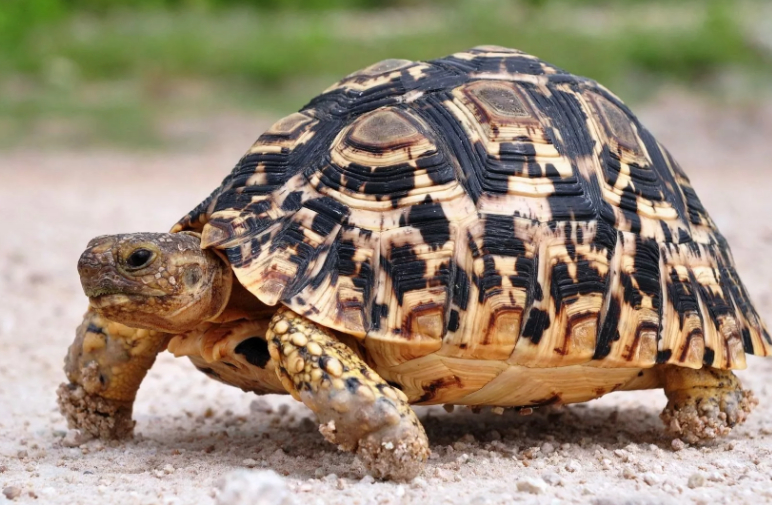 черепаха живая на берегу