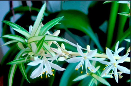 хлорофитум цветки белые