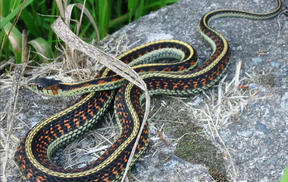 линька змеи