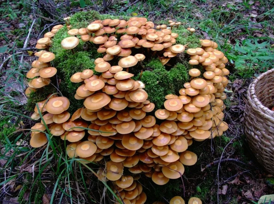 грибы опята на пне разводить
