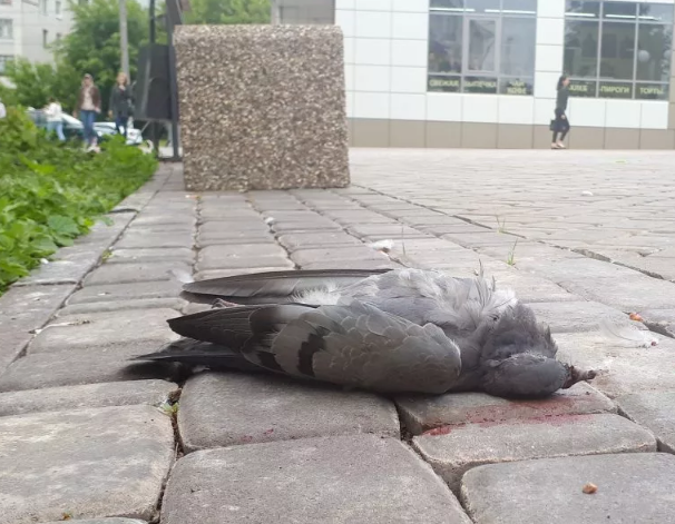 увидеть мертвую птицу голубя