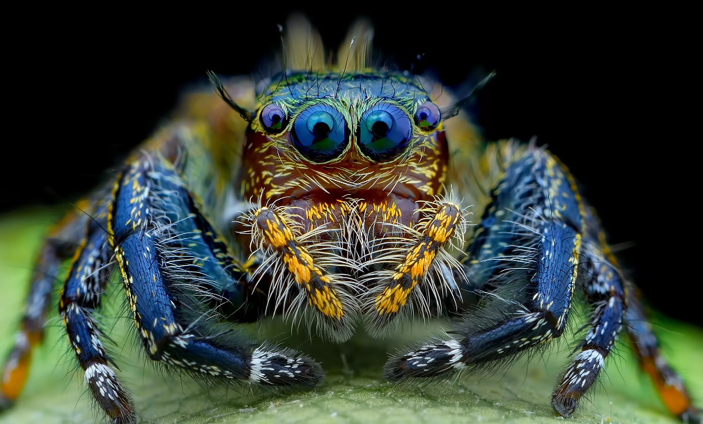 голубой паук