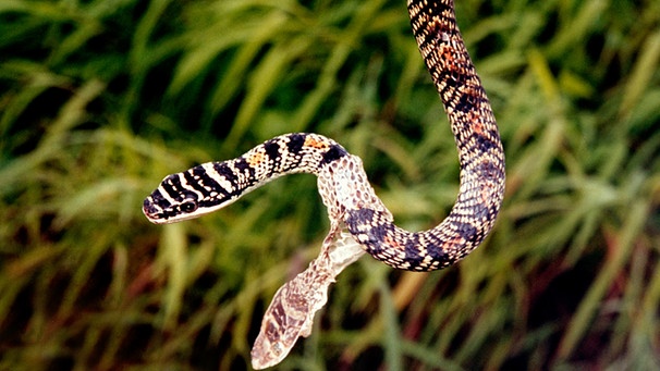 Линяющая змея