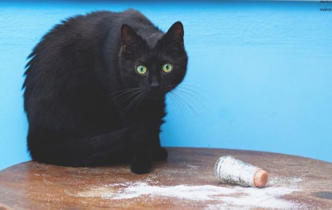 кошка просыпала соль