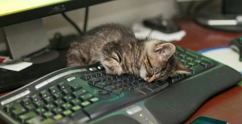 кот спит на компьютерном столе