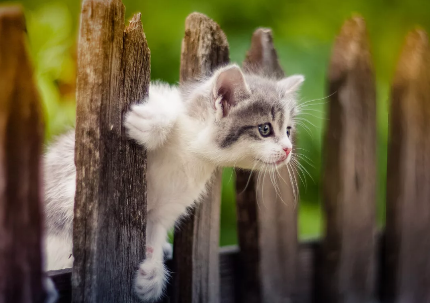 котенок смотрит через забор