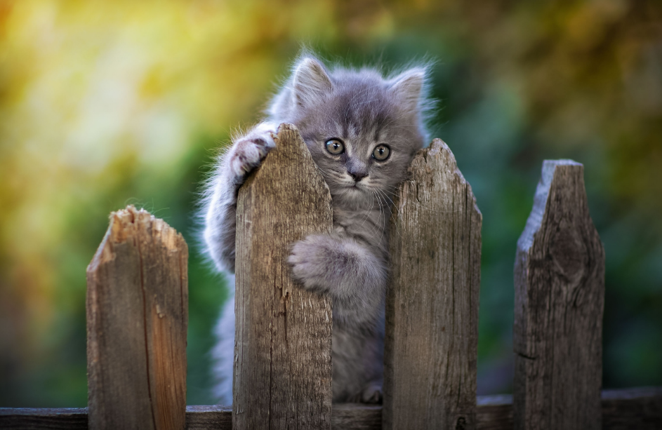 котенок на заборе