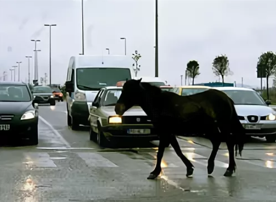 дорогу перешла лошадь