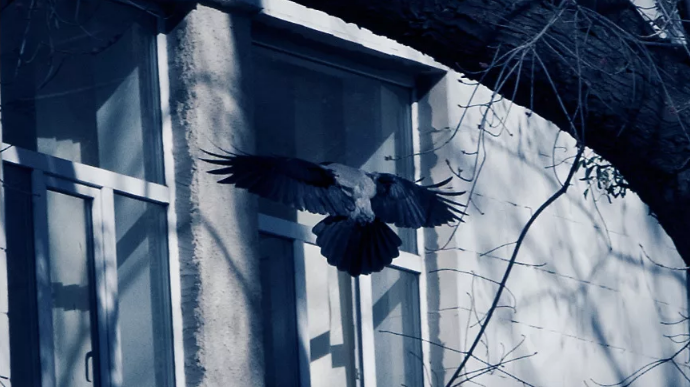 серая ворона стучит в окно