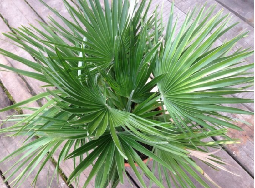 пальма хаменоропс