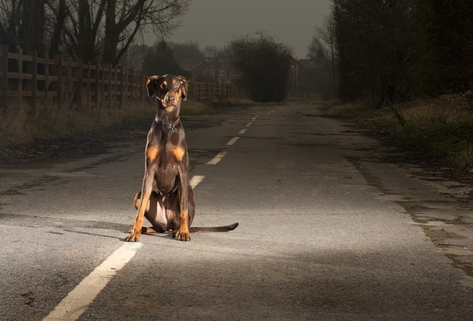 пес на дороге