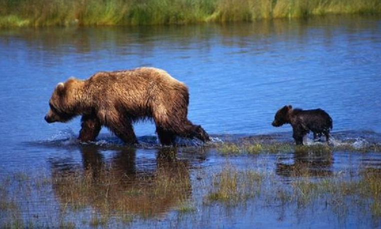 Васюганские болота медведи легенды
