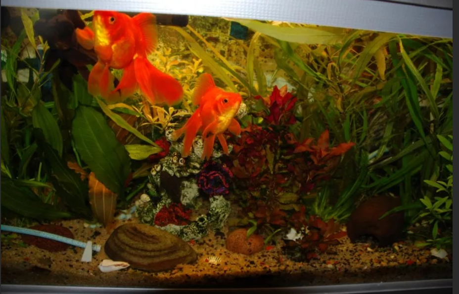 Аквариум с золотыми рыбками по фэн-шуй - лучший талисман богатства: форма и размеры аквариума