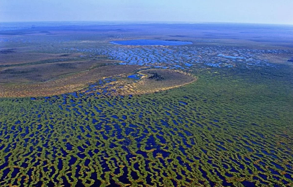 Васюганские болота в Сибири